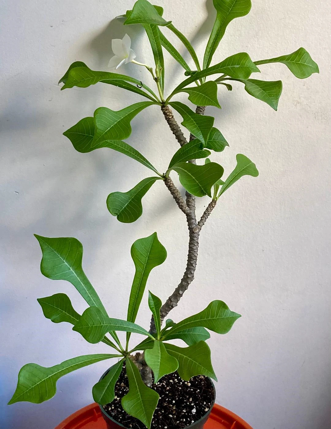 Plumeria Pudica Live Plant - 6 Inch Potted Tropical White Flowering Plant - Plumeria pudica - Rooted and Established