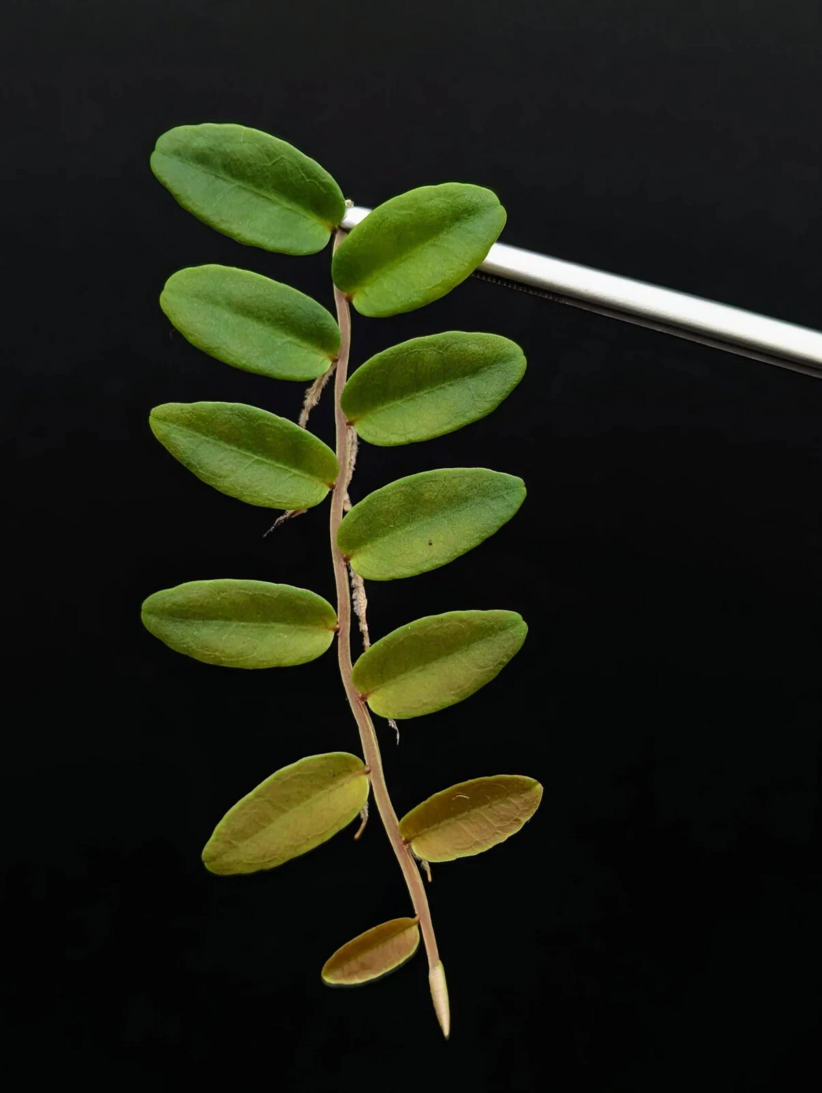 Marcgravia aff. coriacea Cutting – 10 Leaves – Shingling Vine for Terrariums & Vivariums – Tropical Climbing Plant