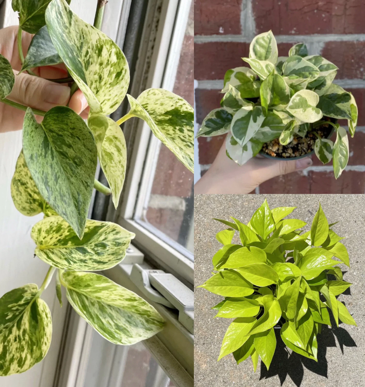 Pothos Cuttings Set - 6 Indoor Vine Starts - Marble Queen, Neon/Lemon, N’Joy Variegated - Epipremnum aureum Varieties