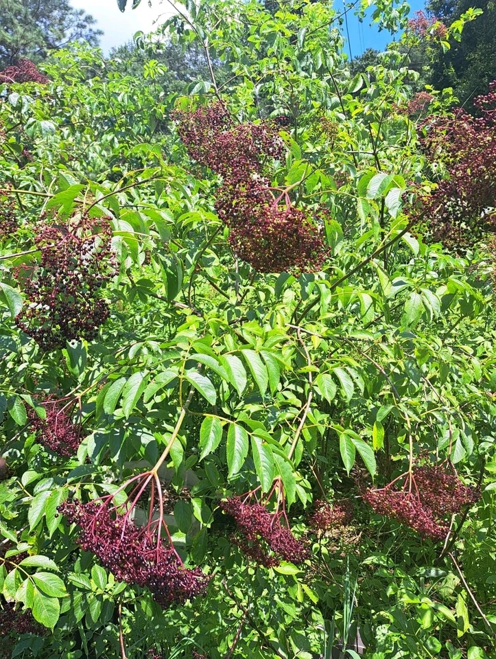 American Elderberry Plants - 2 Live Rooted Sambucus Canadensis Starts, Fast-Growing Edible Shrubs for Garden & Landscape