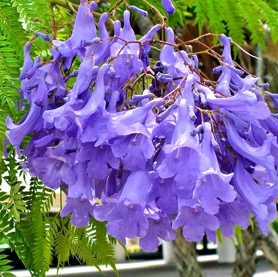 Live Blue Jacaranda Tree 8–10" - Fast-Growing Ornamental with Lavender-Blue Blooms - Jacaranda mimosifolia, 1-Year-Old Starter Plant