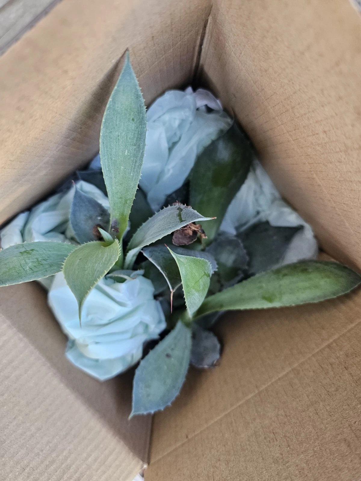 Agave Potatorum Cameron Blue Live Pup 4-6 Inches - Blue Agave Succulent Plant for Containers and Gardens - Agave potatorum