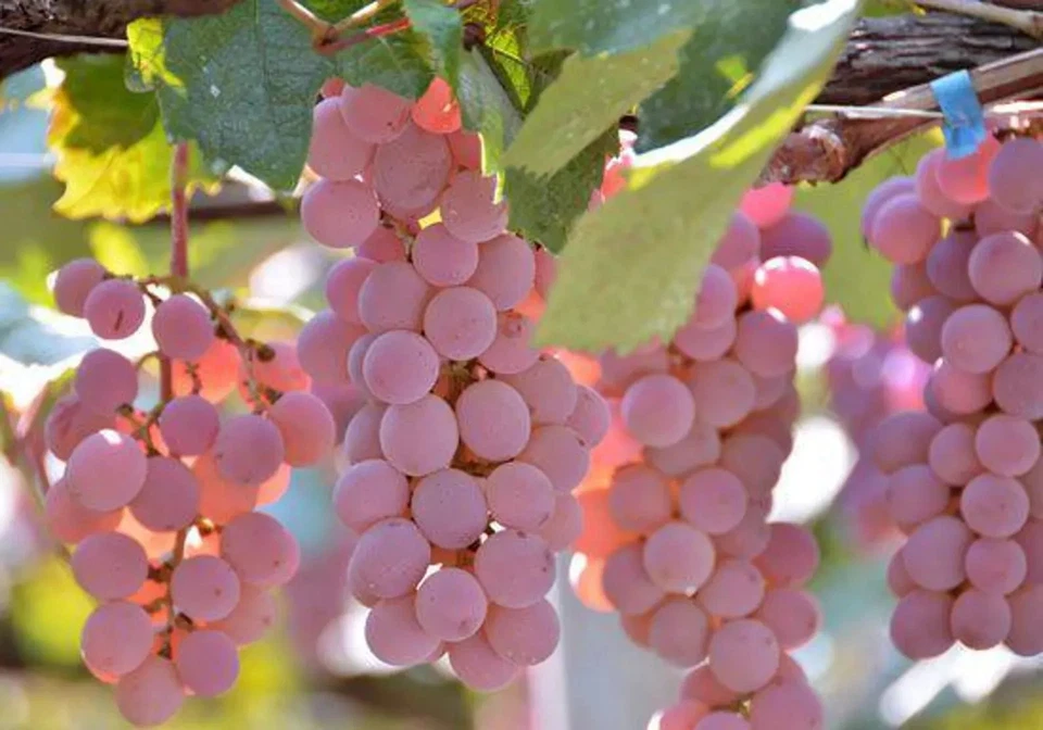 Koshu Grape Cuttings - 5 Organic Unrooted Stems for Rooting or Grafting - Rare Japanese Vitis vinifera Variety