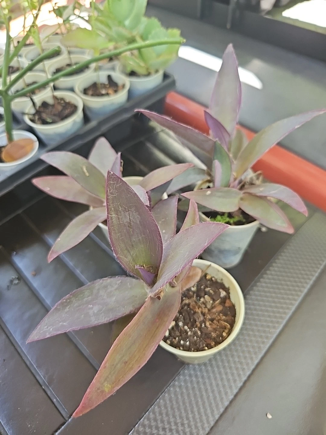 Live Purple Heart Plant Starter - Vibrant Purple Foliage - Tradescantia pallida - Ideal Indoor Houseplant or Outdoor Groundcover
