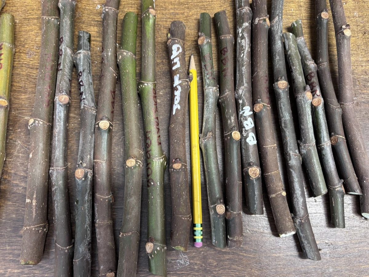 Ronde de Bordeaux Fig Cuttings - Unrooted Hardwood for Propagation - Ficus carica - Live Fig Tree Cuttings for Garden & Container