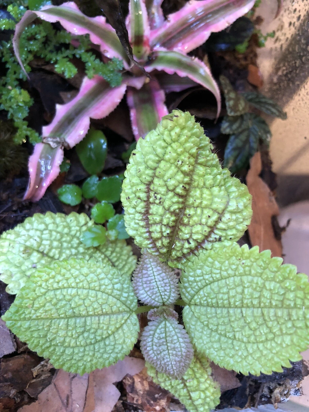 Moon Valley Pilea Cutting Plantlet - Textured Green Foliage for Terrarium or Indoor Use - Pilea mollis