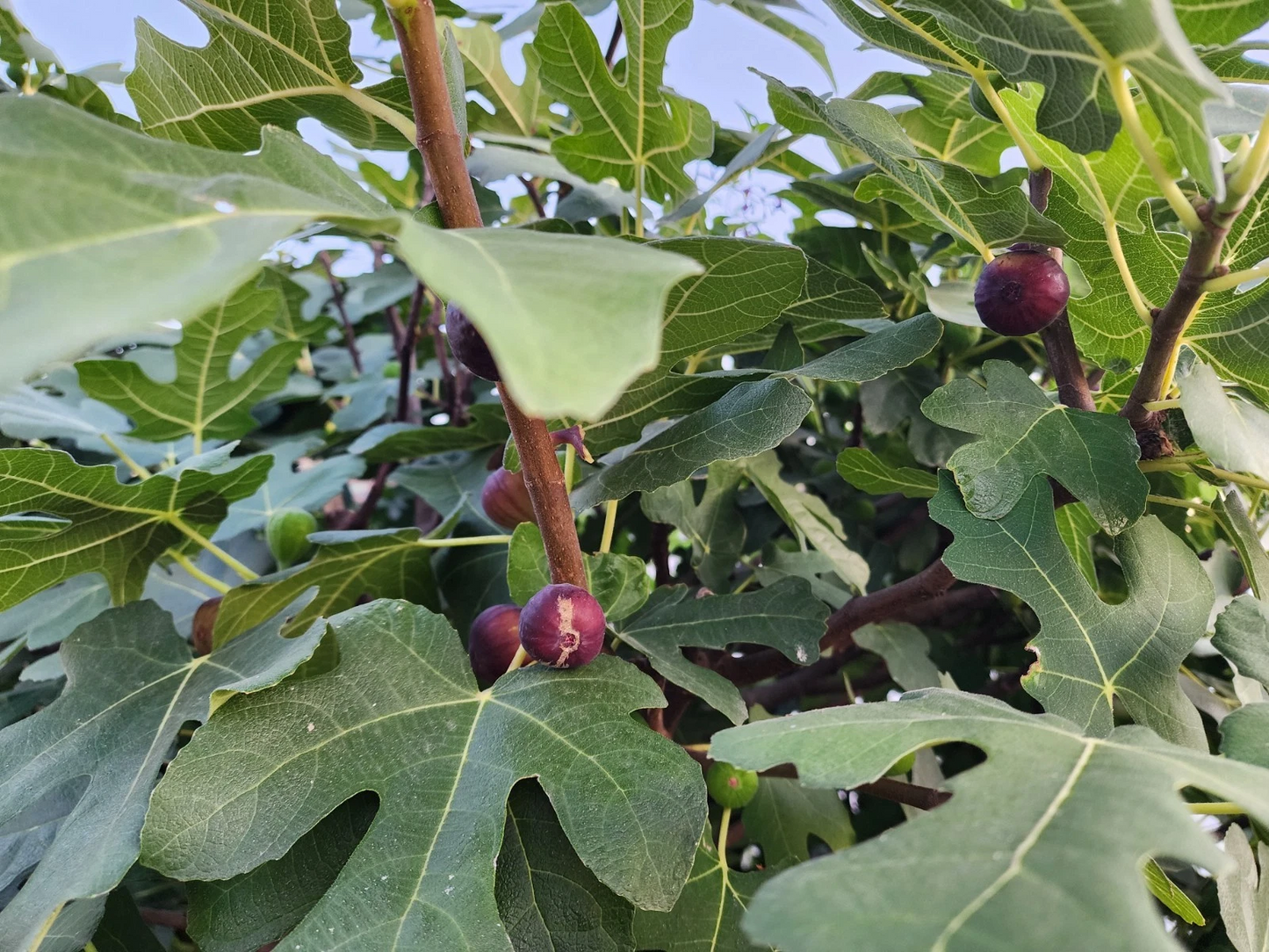 6 Live Fig Tree Cuttings - Italian Ponza Variety - Ficus Carica - Ideal for Propagation and Home Orchards