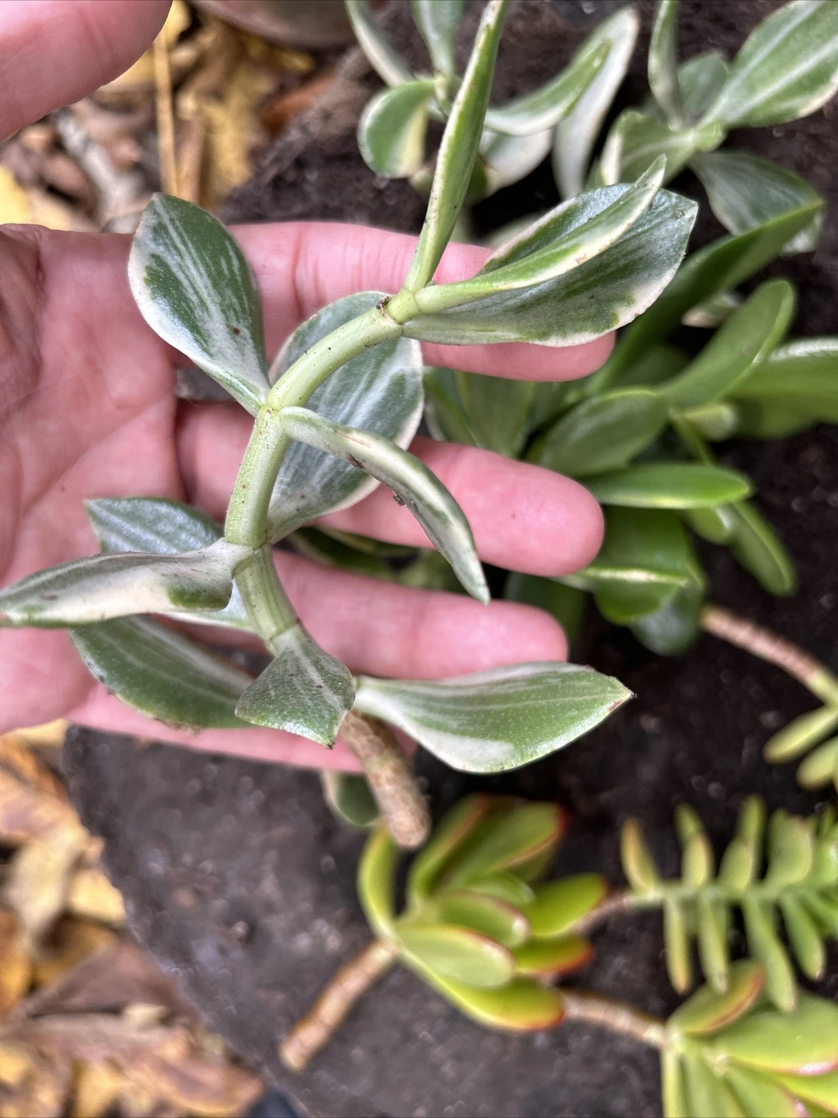 Jade Plant Cuttings - 8 Fresh Unrooted Cuttings, 4 Varieties, Crassula Succulent Houseplants for Indoor Propagation