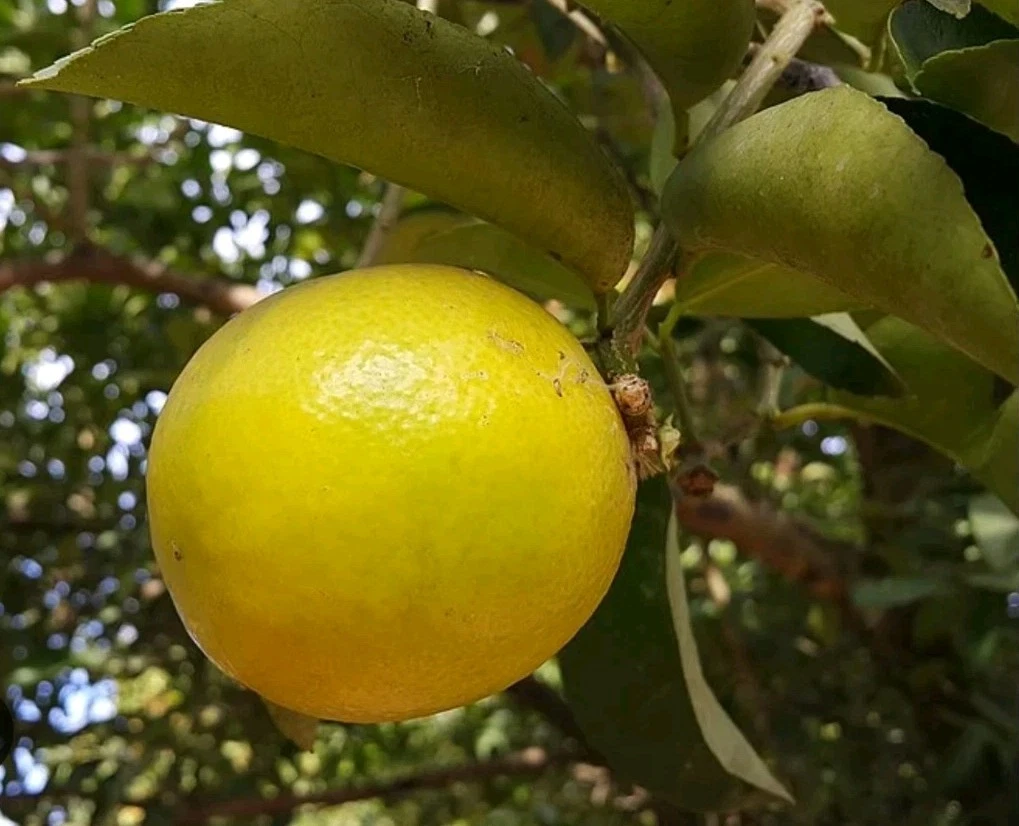 Palestine Sweet Lemon Cutting 6–8" Citrus Cutting for Rooting, Citrus limetta Fresh Live Fruit Tree Scion