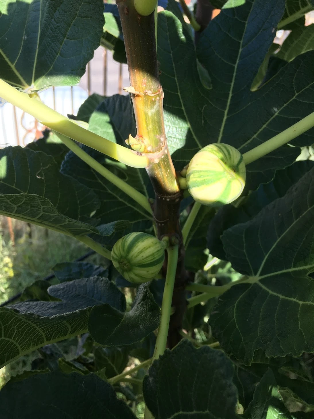 Bordissot Blanca Rimada Fig Cuttings - 6 Unrooted Premium Variegated Scions for Grafting - Ficus carica