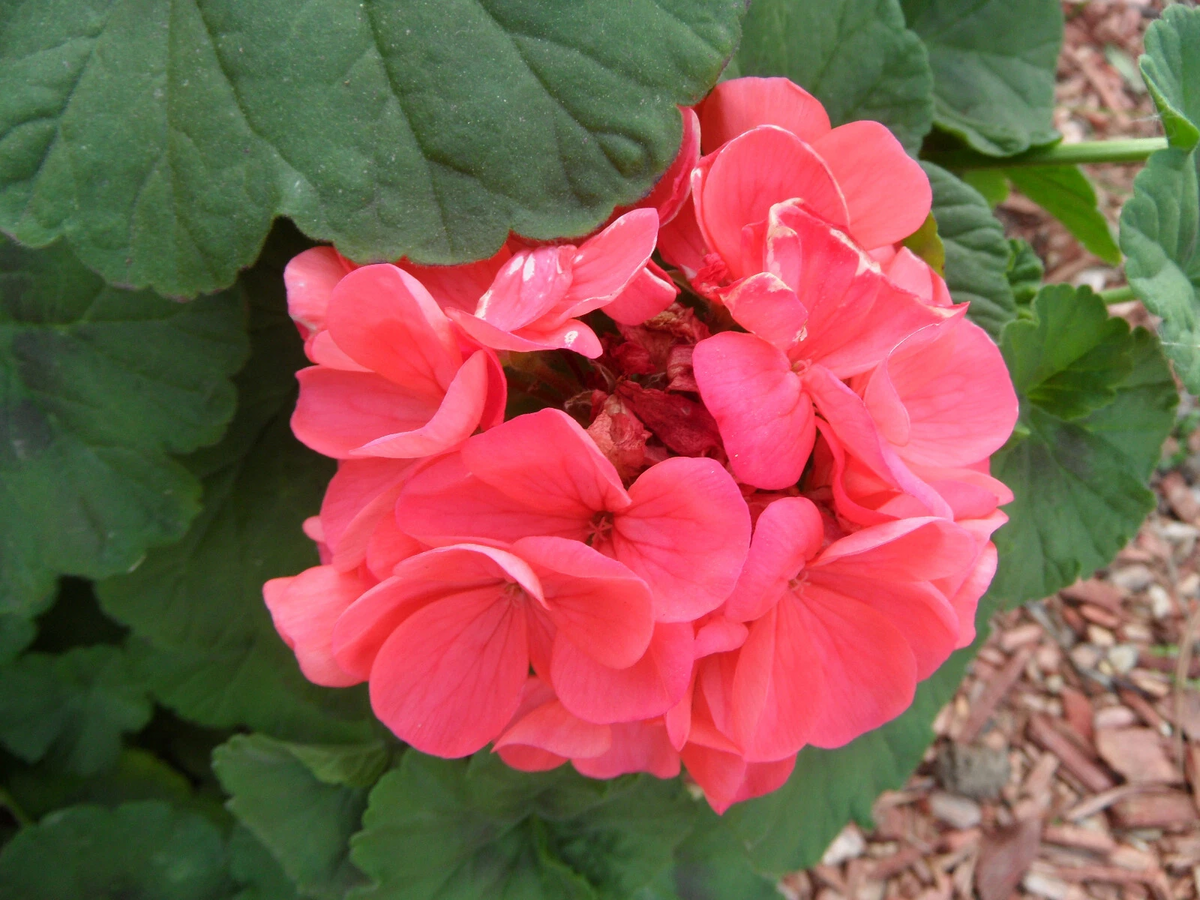 Zonal Geranium Cuttings - 4 Fresh Pelargonium × hortorum Starter Cuttings for Garden Bedding & Containers