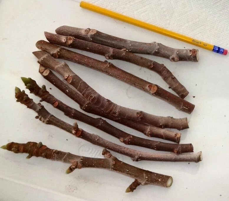 Texas Everbearing Fig Cuttings - 3 Fresh 6-8" Stems, Ficus carica, Hardy for Zones 6-11, Ideal for Rooting & Grafting