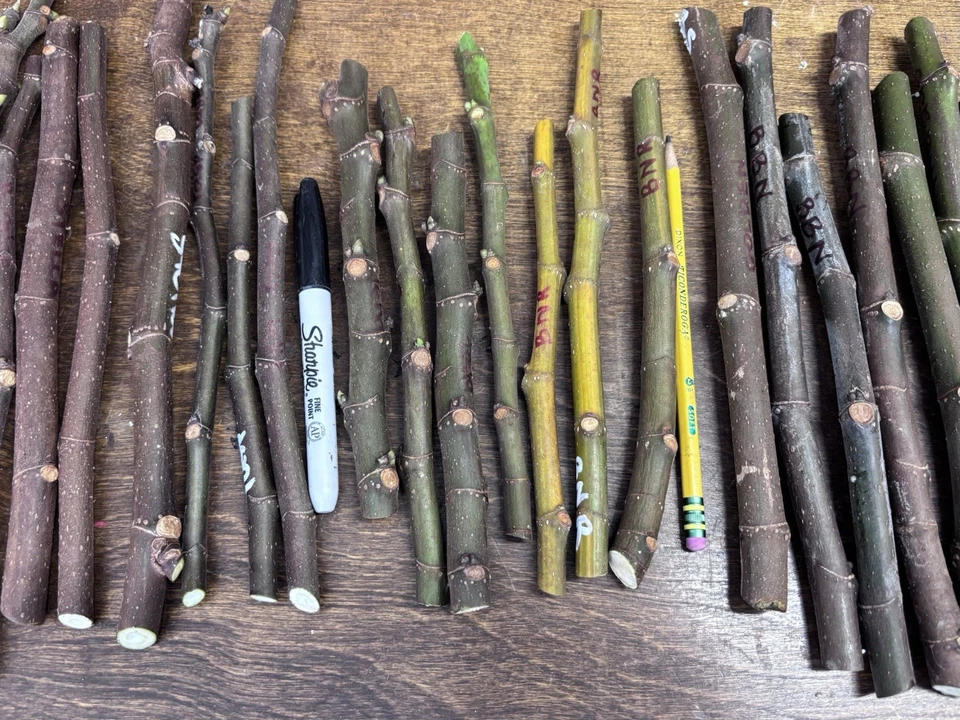 Unrooted Fig Tree Cuttings - Malta Black Berry - Ficus Carica - Fresh Propagation Cuttings for Home Orchards and Gardens