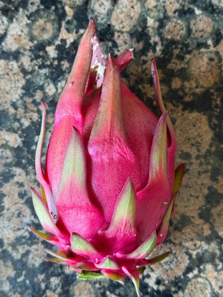 Trish Red Australian Dragon Fruit Cutting – 8–10 Inch Unrooted Hylocereus Cactus for Planting, Perfect for Propagation