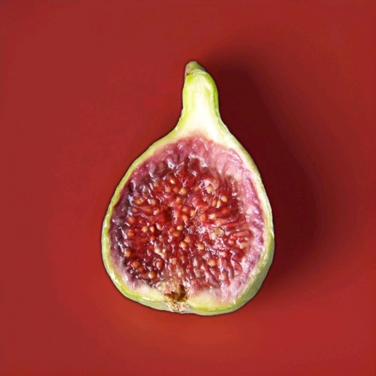 Live Unrooted Fig Cutting, 6-8 Inch, Strawberry Verte, Ficus carica - Ideal for Rooting or Grafting, Home Garden Plant
