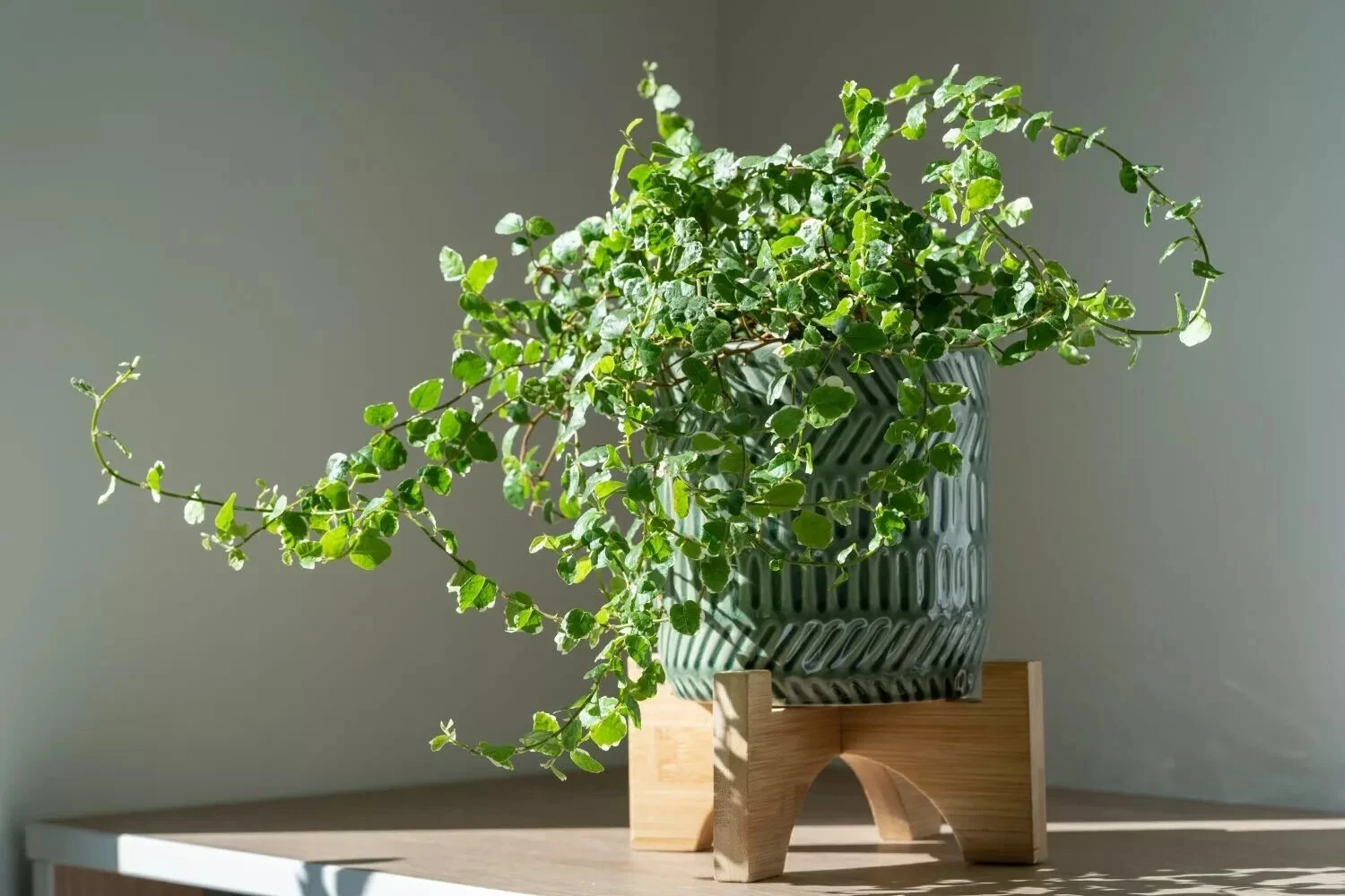 Creeping Fig Cuttings Set of 5 Unrooted Live Plants for Rooting - Ficus Pumila, Evergreen Trailing Vine, Green Foliage