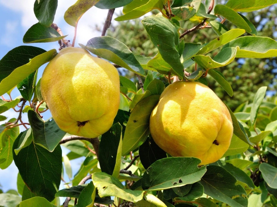 Honey Quince Cuttings - 5 Unrooted Fresh Cuttings for Propagation - Cydonia oblonga - Deciduous Fruit Tree Plant Material