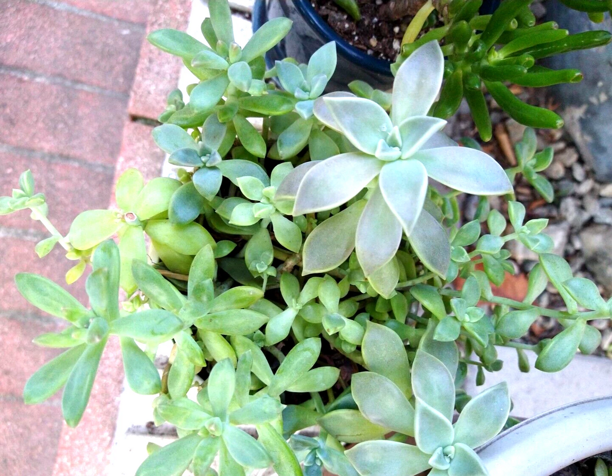 Sedum Clavatum Succulent Cuttings - Lot of 15 Live Blue-Green Rosette, Stem, and Leaf Cuttings for Propagation