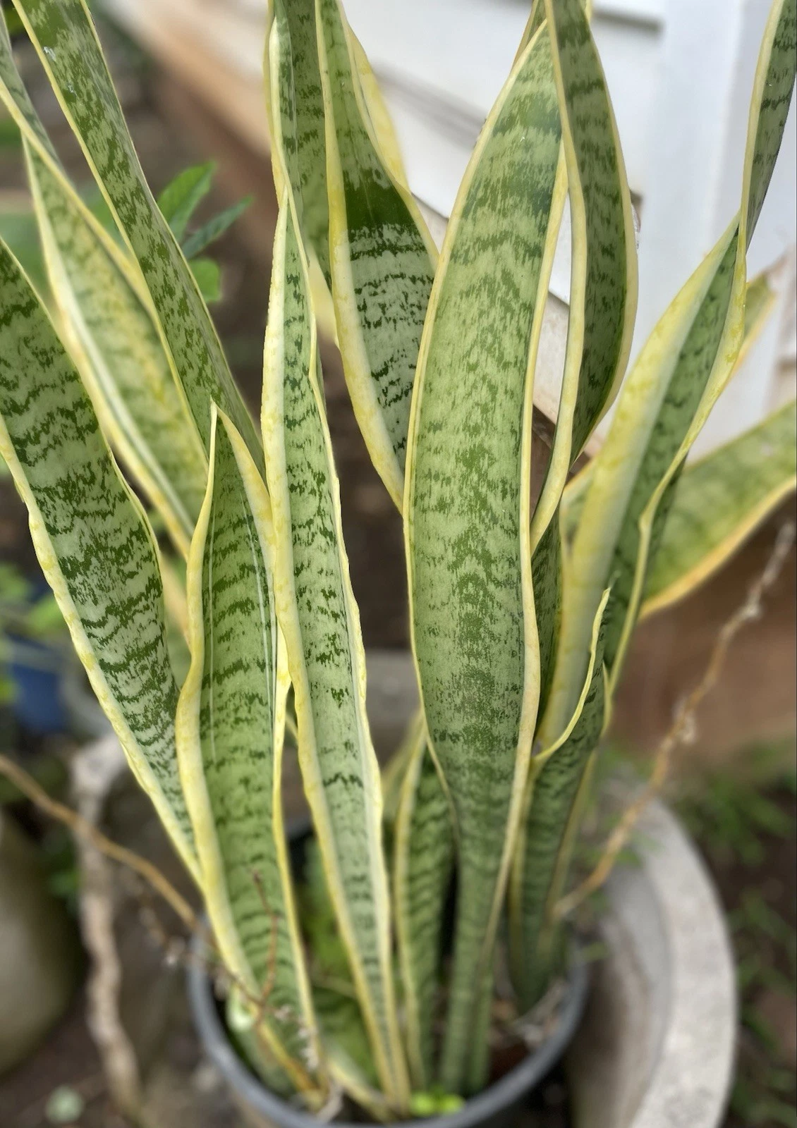 Sansevieria Laurentii Leaf Cuttings – 4 Variegated Snake Plant Starter Cuttings – Hawaii Grown Unrooted Cuttings for Propagation