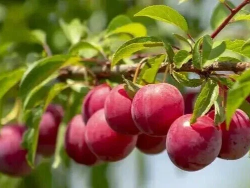 Unrooted Plum Cuttings Set of 13 - Live Plum Tree Propagation Cuttings for Home Garden - Prunus spp.