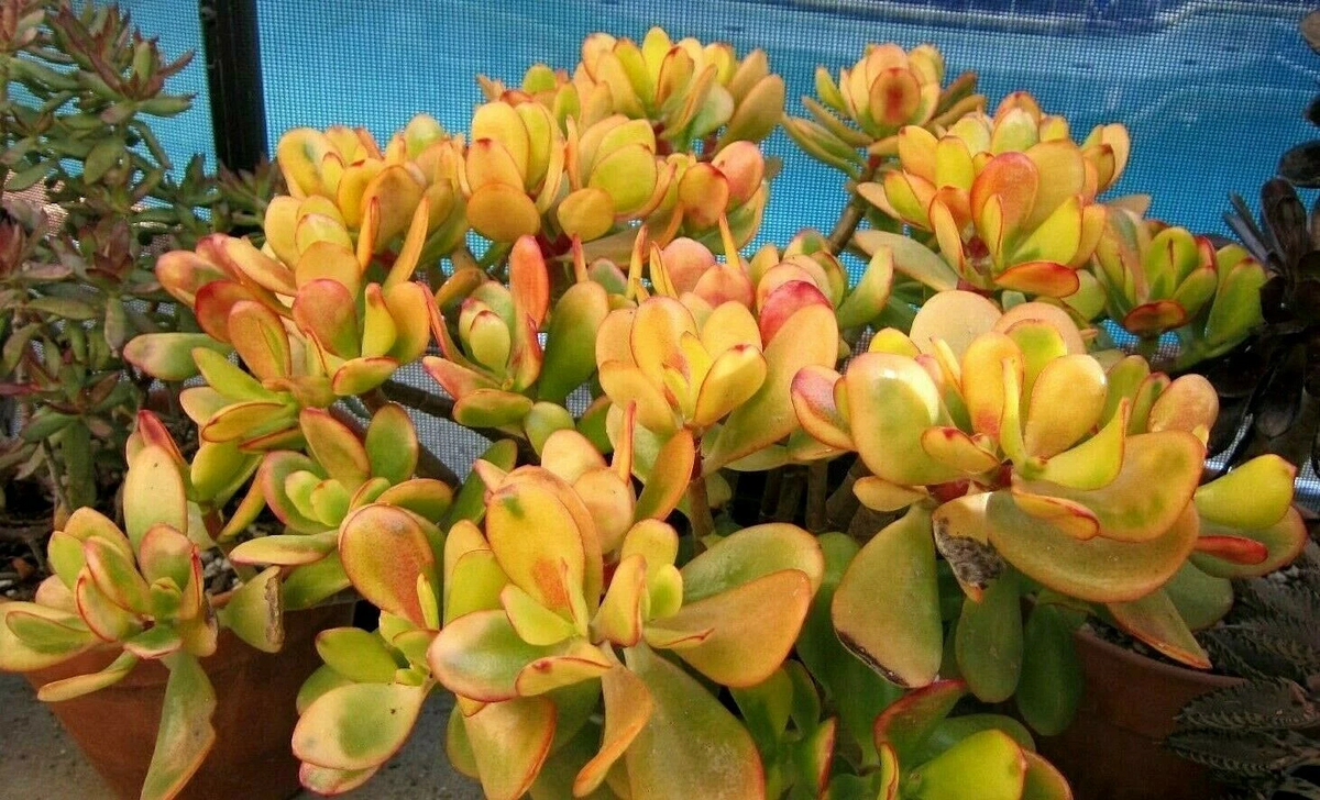 Hummel Sunset Jade Succulent Cuttings - 2 Unrooted Crassula Ovata Argentea Cuttings for Propagation and Container Growing