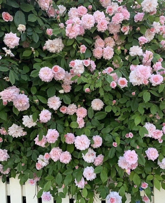 Heirloom Cecile Brunner Rose Cuttings - 16 Premium Live Cuttings, Soft Pink Blooms, Rosa ‘Cécile Brünner’ for Home Garden