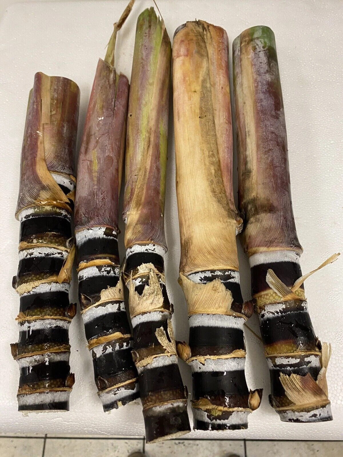 Black Soft Chew Sugar Cane Cuttings - Unrooted Live Plant Material for Planting - Saccharum Officinarum