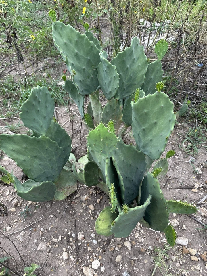 Prickly Pear Cactus Pad Cuttings - Opuntia Gomei - Green Pads for Planting & Propagation - Opuntia ficus-indica ‘Gomei’