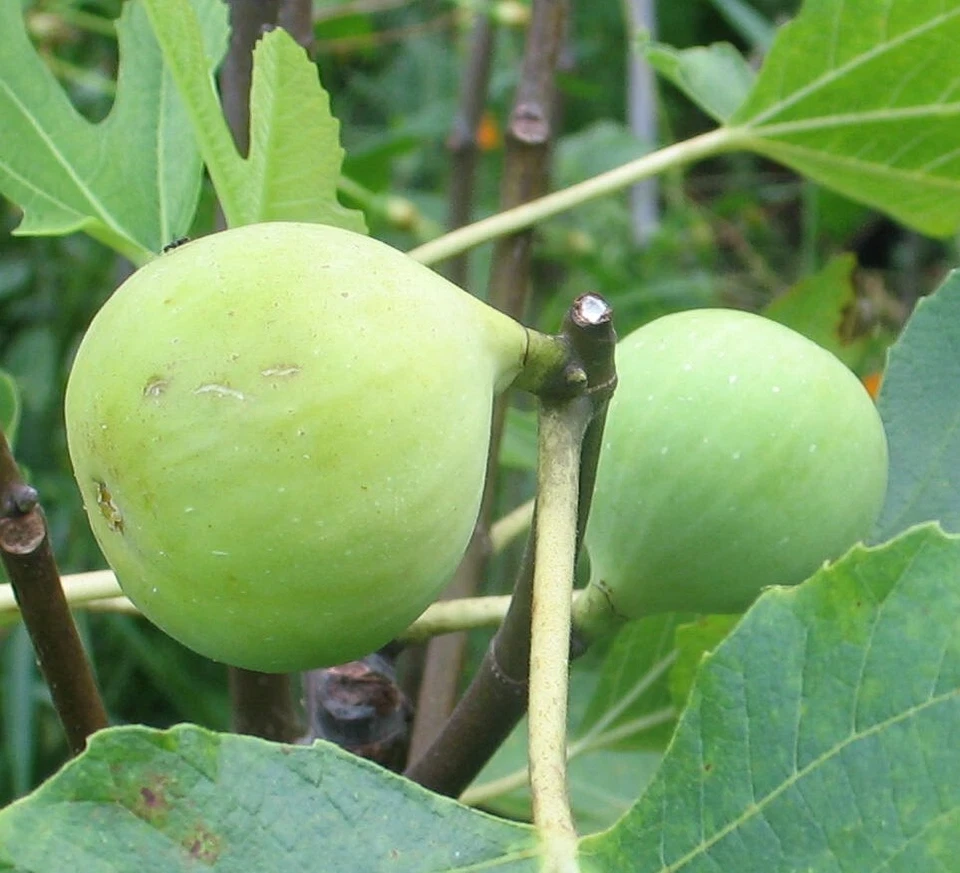 Conadria Fig Cuttings - 2 Rootable Cuttings with Willow Water - Ficus Carica - Perfect for Home Garden Propagation