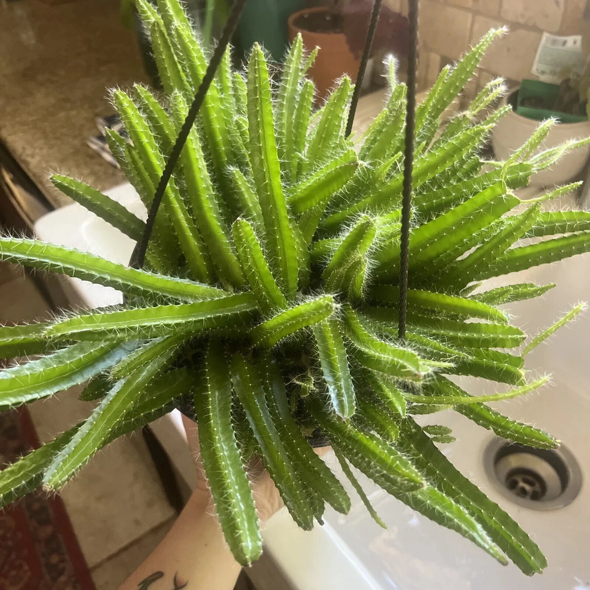 Dog Tail Cactus Cuttings - 3 Unrooted Aporocactus Flagelliformis Succulent Cuttings for Indoor Hanging Planters