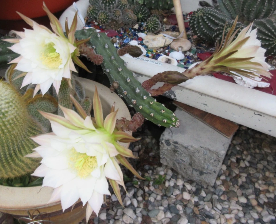 Harrisia Jusbertii Cutting - 8 Inch Snake Cactus, Dusk Blooming Rare Cactus for Propagation, Unrooted Cactus Plant