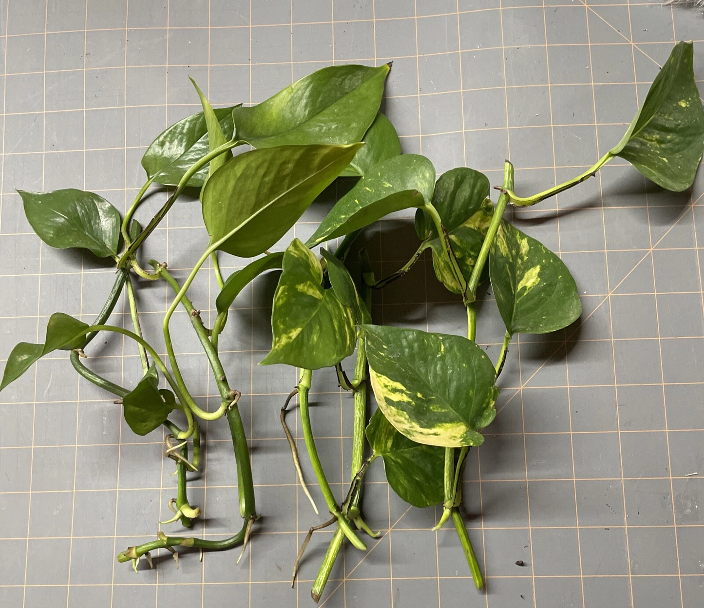 Golden Pothos Cuttings Set of 5 Rooted Live Plants, Epipremnum Aureum, Indoor Houseplant with Green Gold Variegated Leaves
