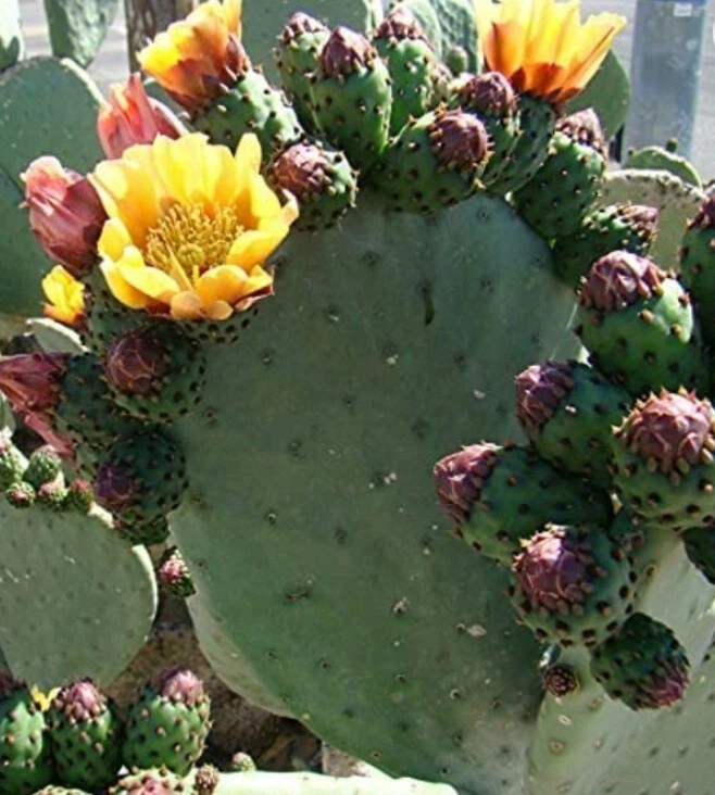Prickly Pear Cactus Cutting - Fresh Green Opuntia Pad for Planting and Propagation - Hardy Cactus Plant