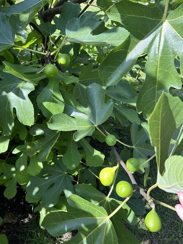 Sicilian White Fig Tree Cuttings - Fresh Unrooted Cuttings - Ficus carica for Propagation and Grafting