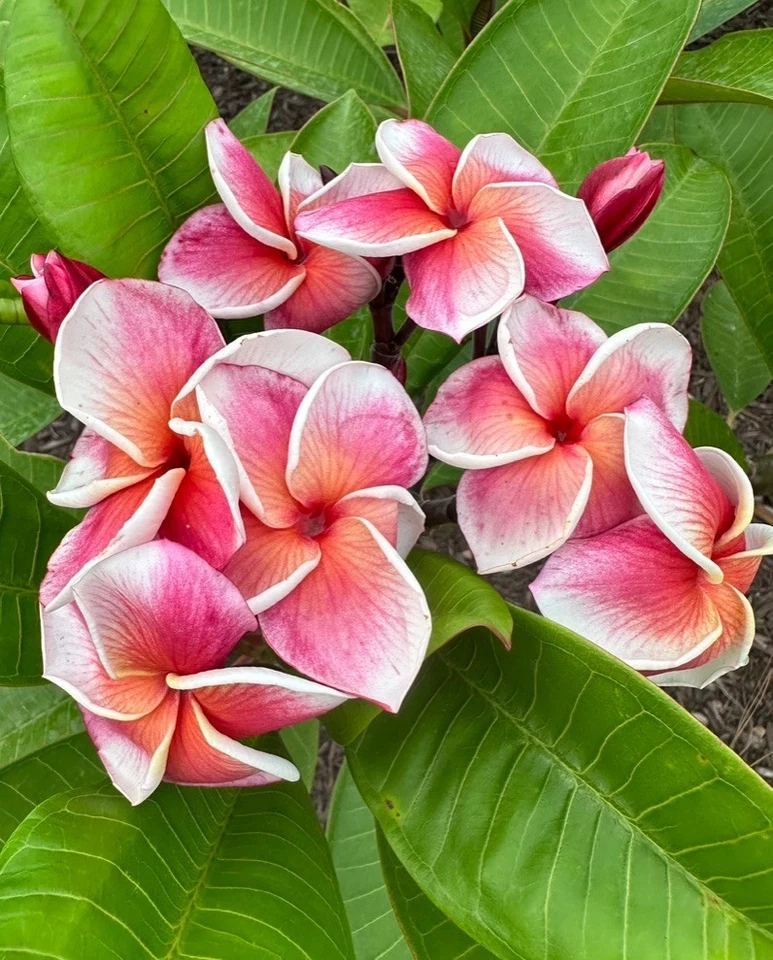 Plumeria Cuttings Set of 3, Orange Frangipani JJ Synchronicity J-105 Kapaluha, Unrooted Stems for Propagation, Plumeria spp.