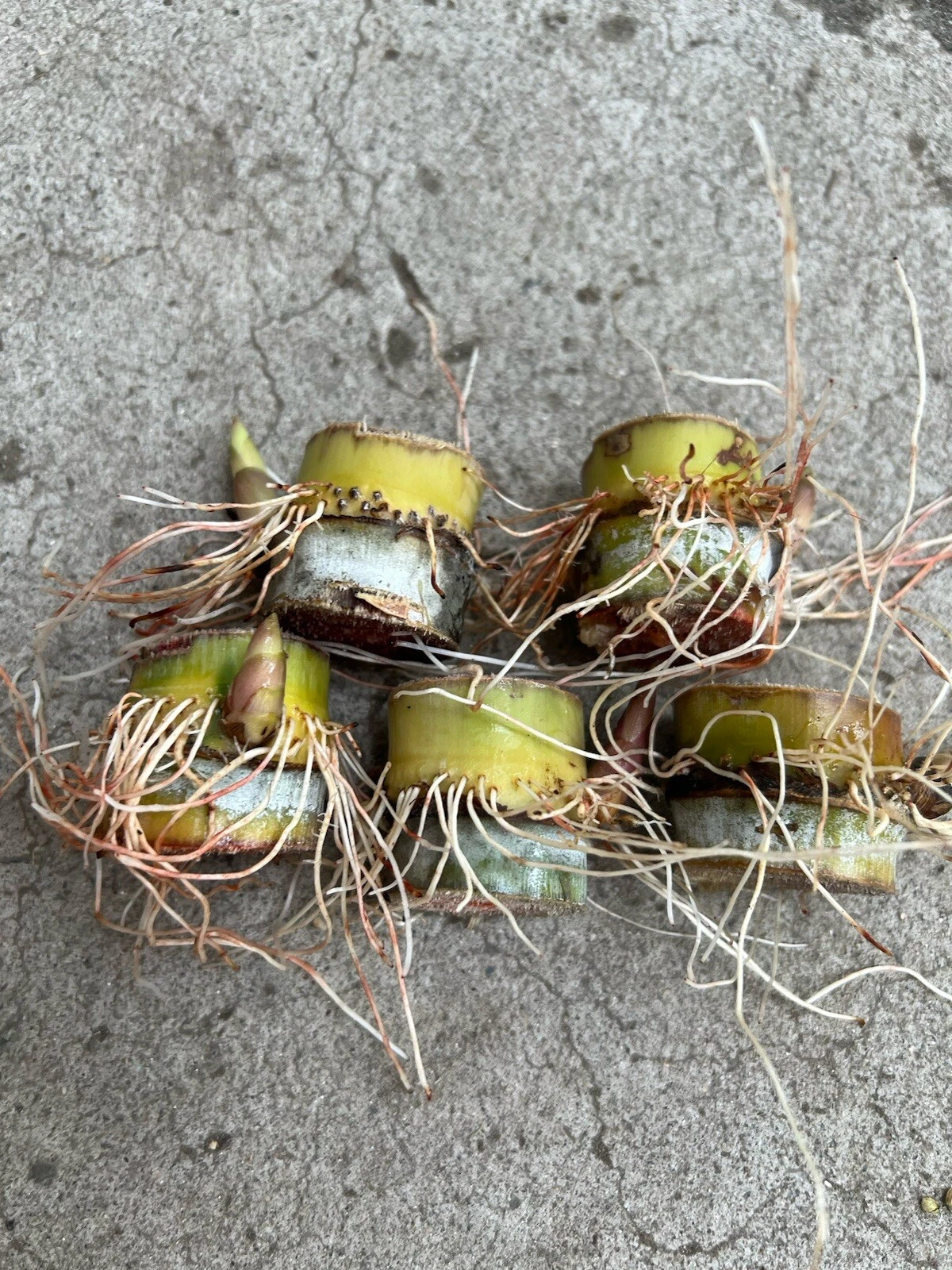 Rooted Sugarcane Cuttings Set of 5 - Saccharum Officinarum Live Cane Starters for Garden or Container Planting