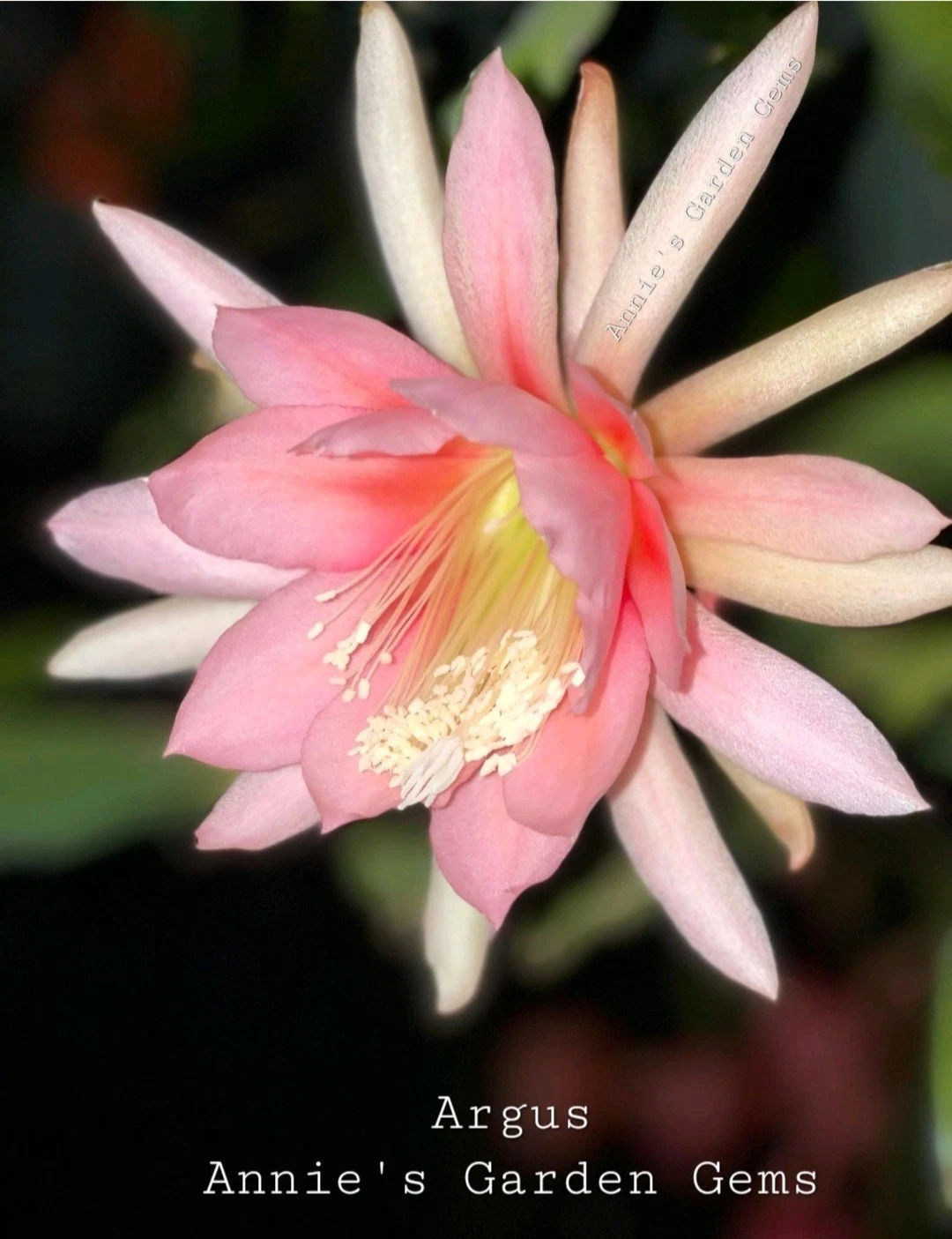 Unrooted Cuttings of Epiphyllum Argus – 8–10 Inch Orchid Cactus Segments – Live Tropical Cactus for Planting
