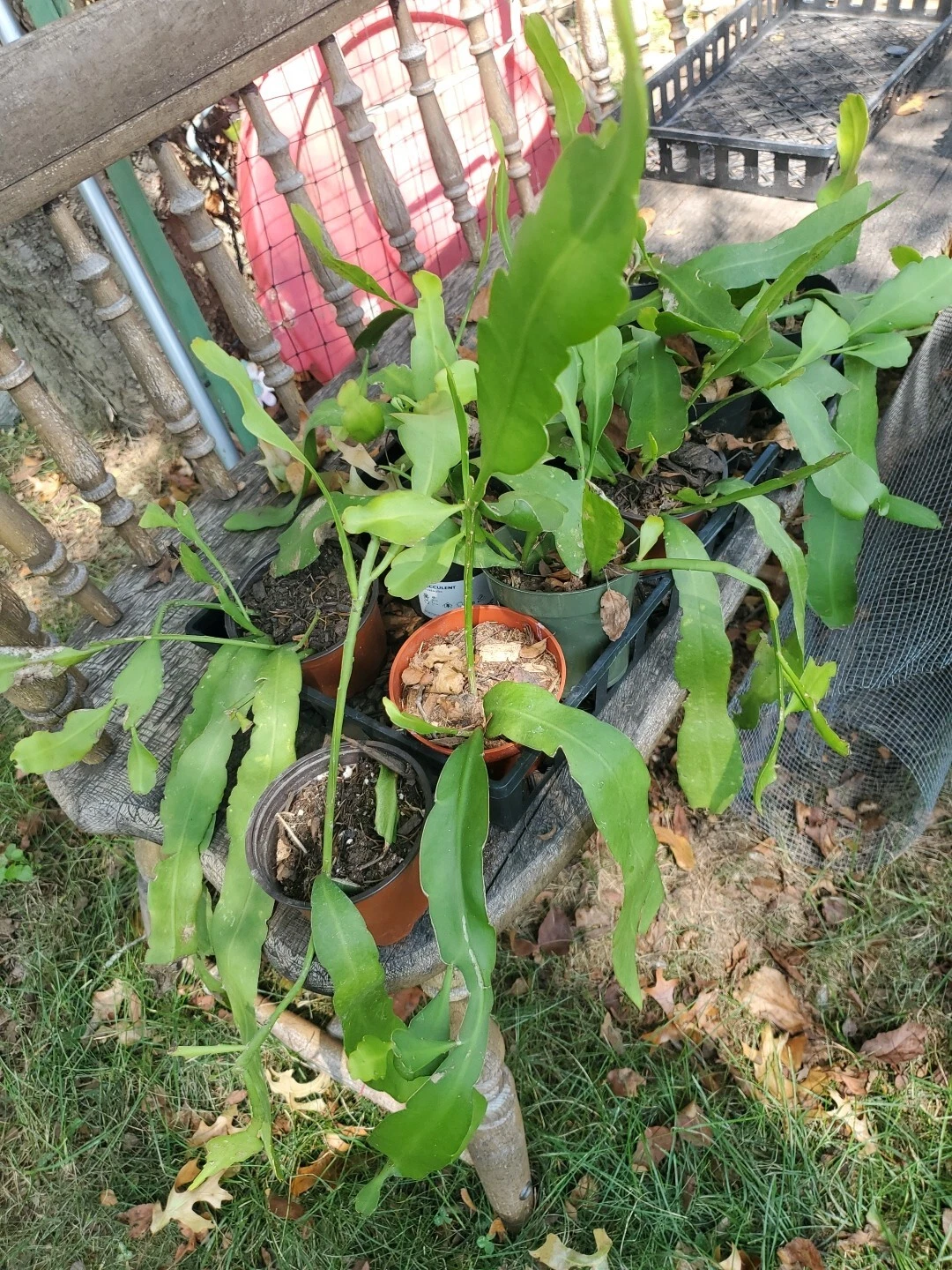 Night Blooming Cereus Cuttings Set of 5, Epiphyllum oxypetalum, Unrooted Orchid Cactus for Indoor Growing, Propagation