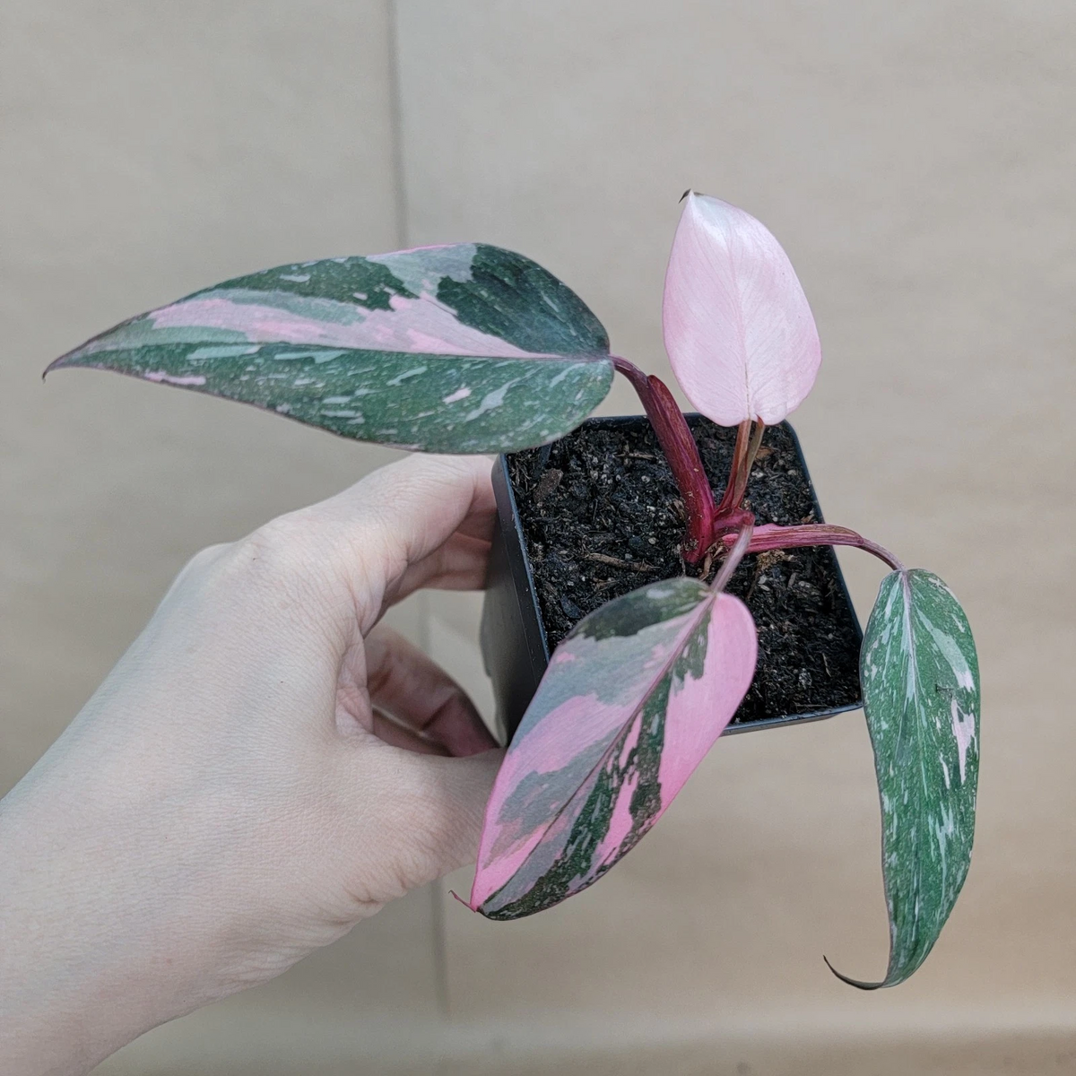 Philodendron Pink Princess Live Plant 3 Inch Pot - Variegated Philodendron Erubescens with Pink Green Foliage