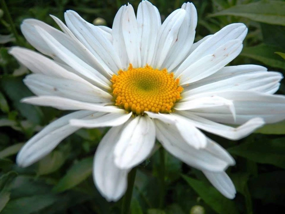 Shasta Daisy 'Becky' Bare Root Live Plant - White Perennial Flower for Mass Planting, Leucanthemum × superbum ‘Becky’