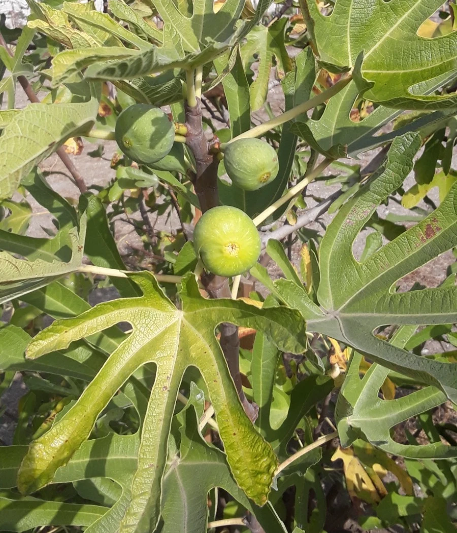 TENA Fig Tree Cuttings - 7 Unrooted Ficus Carica 'Tena' for Propagation - Fresh Live Plant Cuttings for Garden or Grafting