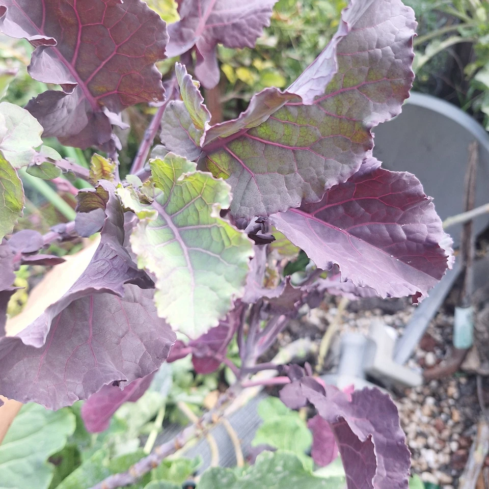 Perennial Purple Tree Kale Cuttings - 2 Live Unrooted Brassica Oleracea for Garden Planting and Propagation
