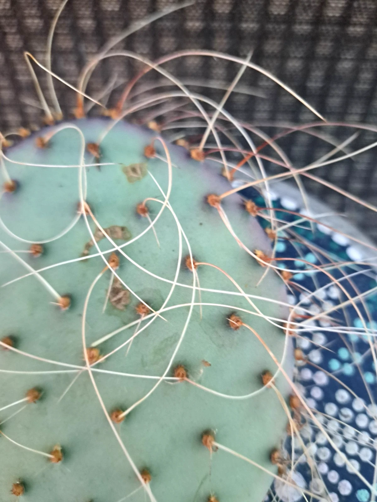 Live Unrooted Cactus Cutting - Opuntia azurea var. parva - Blue-Green Prickly Pear Segment for Propagation and Planting