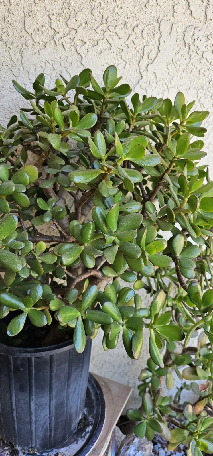 Jade Plant Cuttings - 8 Inch Unrooted Crassula Ovata Succulent - Deep Green Starter for Indoor Growing