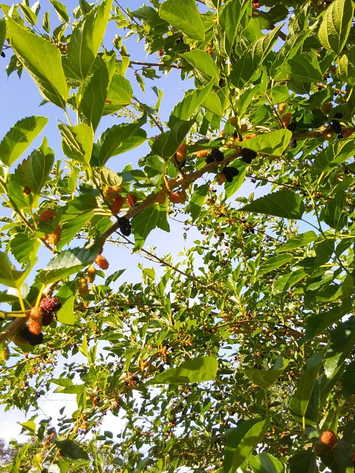 Red Mulberry Tree Cuttings - 6 Unrooted 6-8 Inch Morus Rubra for Propagation - Deciduous Fruit Tree for Home Gardens