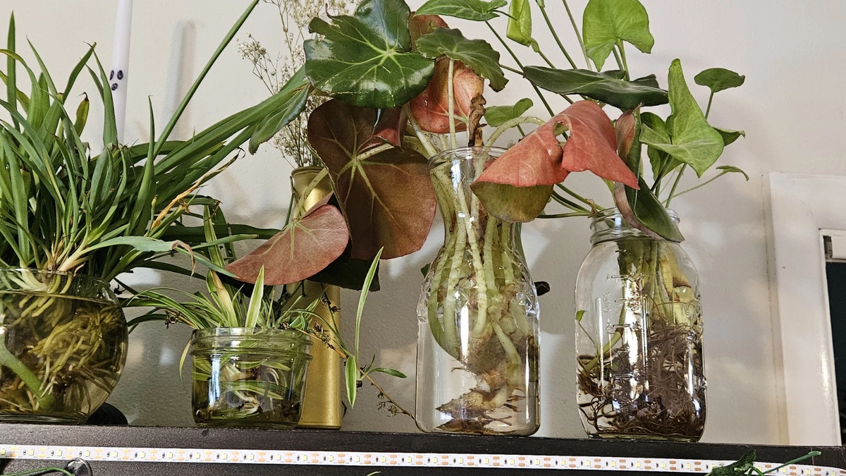 Beefsteak Begonia Cuttings - Fresh Unrooted Cuttings - Begonia erythrophylla - Ornamental Indoor Foliage Plant