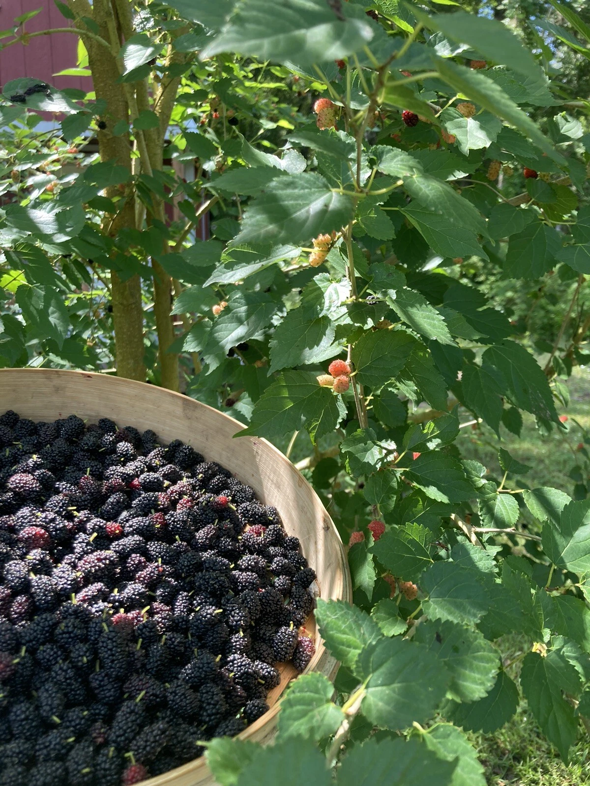 Florida Everbearing Black Mulberry Cuttings - 2 Rooted Bare Root Starter Plants - Morus nigra - 6 Inch Fruit Tree Cuttings