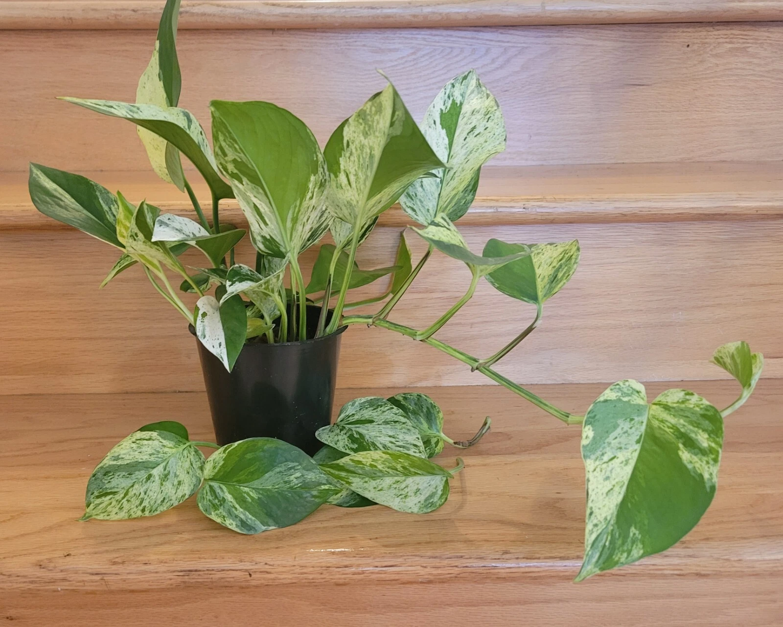 Golden Jade Pothos Cuttings Set of 3 - Unrooted Epipremnum aureum - Green Leaves with Yellow Variegation for Indoor Propagation