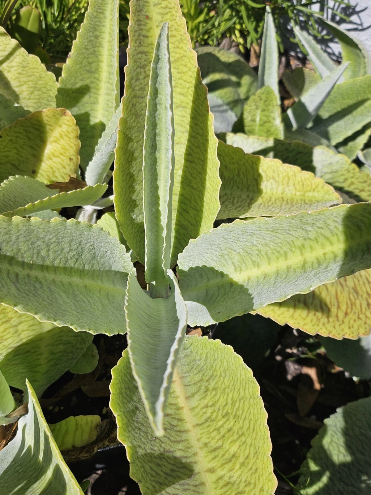 Rooted Donkey Ear Kalanchoe Plant, 4-10 Inch Succulent, Kalanchoe gastonis-bonnieri, Green Foliage with Markings