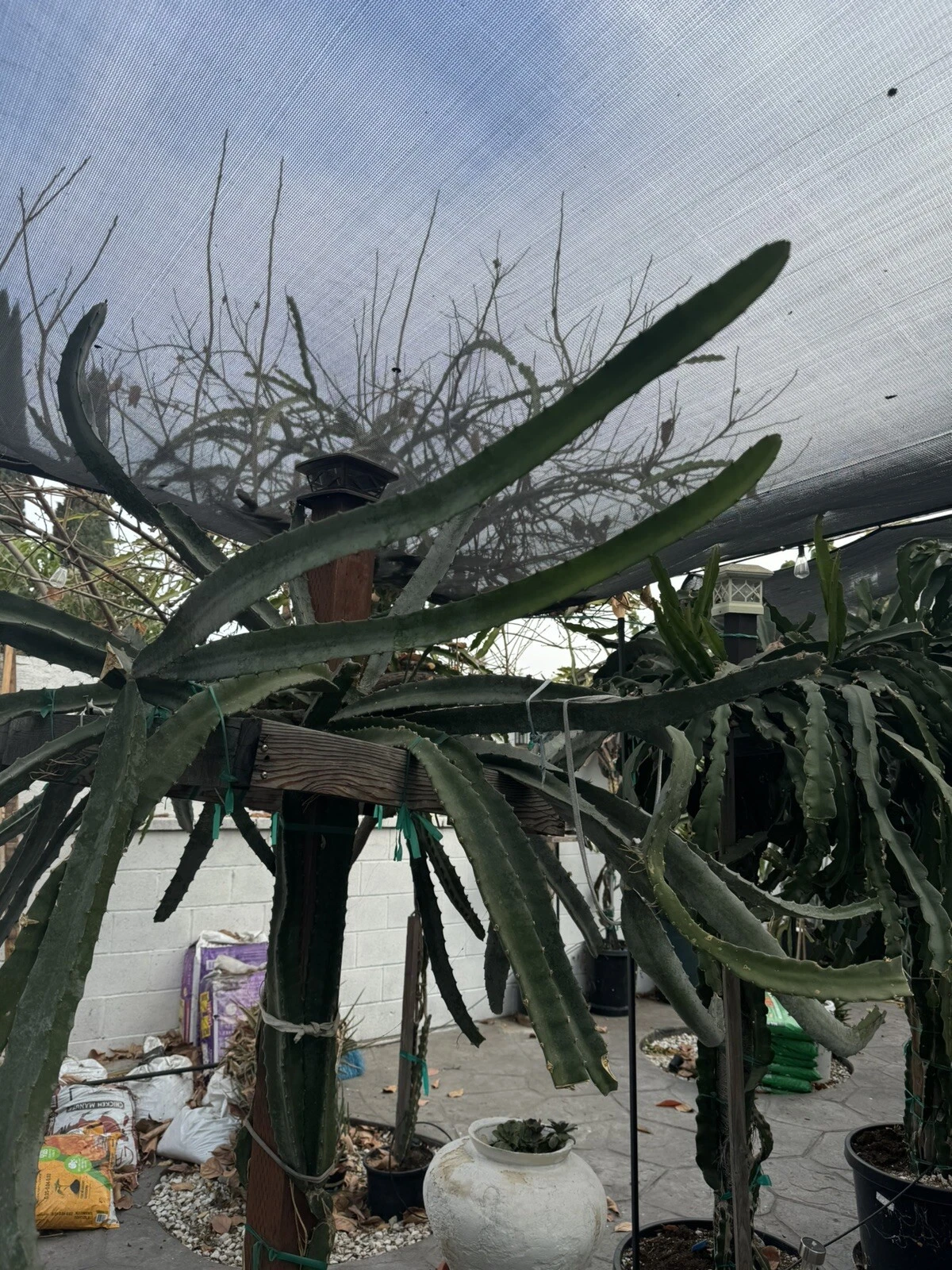 Lisa Dragon Fruit Cutting - 24-36 Inch Unrooted Cactus for Propagation, Selenicereus/Hylocereus spp., Tropical Climbing Plant